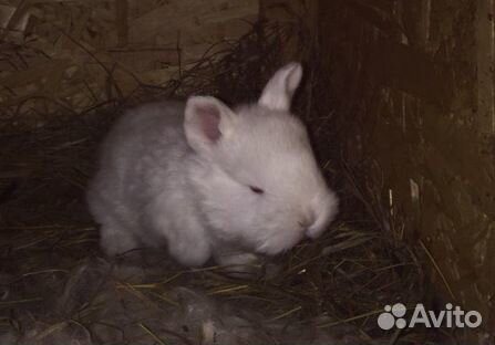 Крольчата нзб новозеландской белой купить на Зозу.ру - фотография № 1
