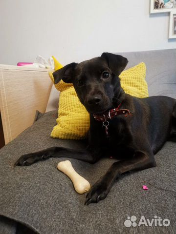 Передержка небольших собак и кошек