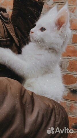 Кошка породы Мейн Кун купить на Зозу.ру - фотография № 1
