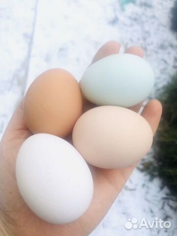 Инкубационное яйцо купить на Зозу.ру - фотография № 2