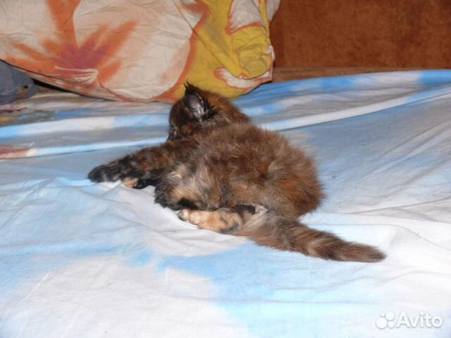 Кошка полукровка на фото мама купить на Зозу.ру - фотография № 4