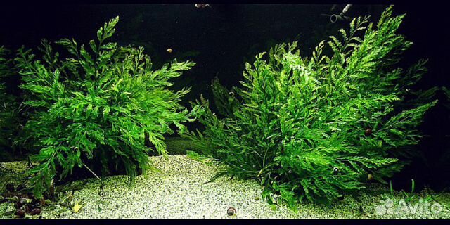 Продам аквариумные растения купить на Зозу.ру - фотография № 6