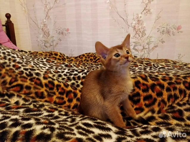 Ласковый Абиссинский котенок. Очень красивый купить на Зозу.ру - фотография № 5