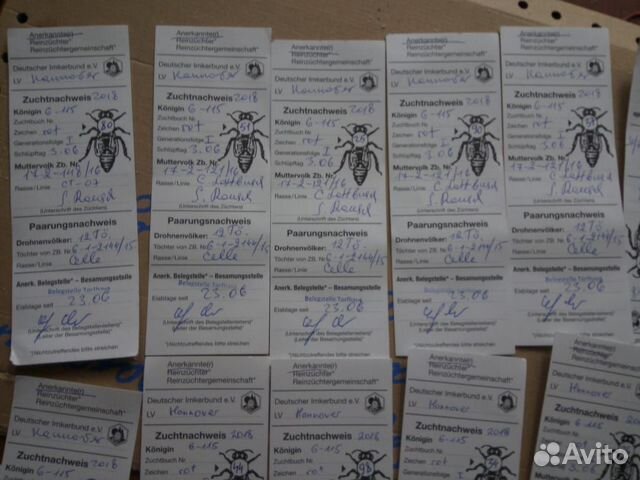 Пчелопакеты 2020 купить на Зозу.ру - фотография № 5