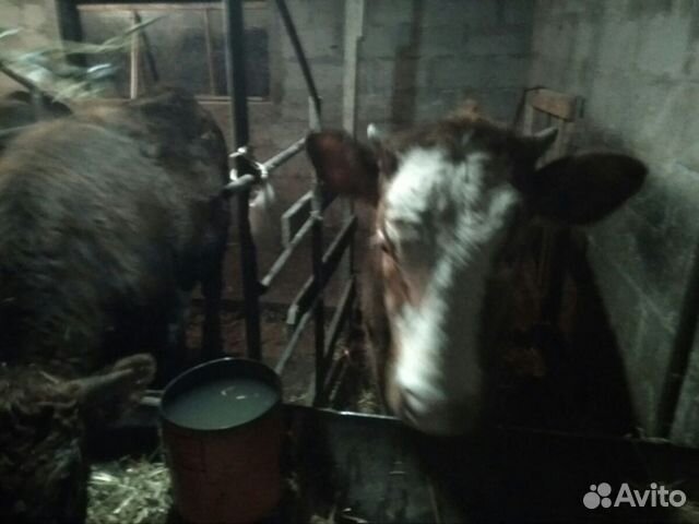 Телка для коровы купить на Зозу.ру - фотография № 3