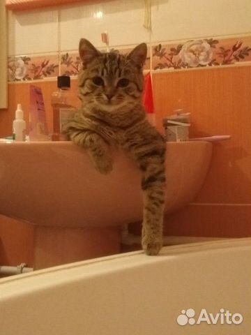 Кошка Кошка