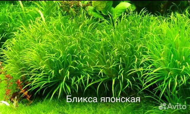 Аквариумные растения купить на Зозу.ру - фотография № 1