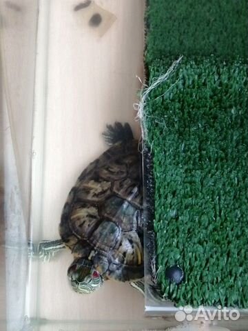 Краснаухая черепаха купить на Зозу.ру - фотография № 9
