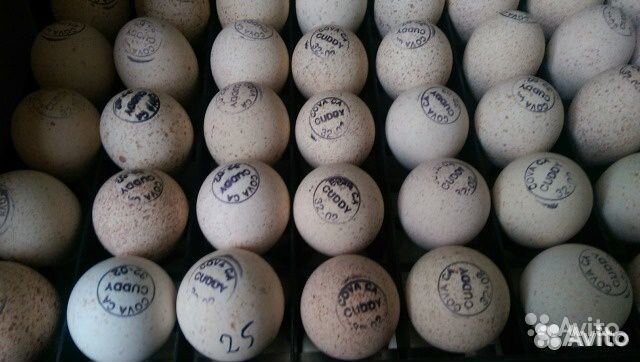 Купить яйцо хайбрид. Инкубационное яйцо Биг 6. Инкубационное яйцо индюшат Биг-6. Маркировка инкубационного яйца. Инкубационное яйцо конвертора.