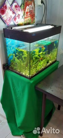 Продам аквариум на 60 литров купить на Зозу.ру - фотография № 4