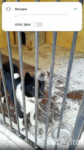 Пропали две собаки рел купить на Зозу.ру - фотография № 1