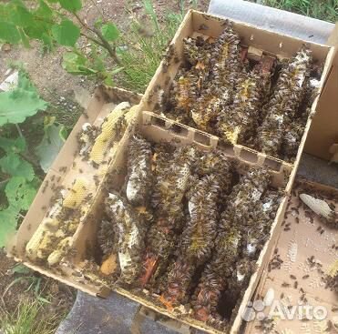 Пчелопакеты купить на Зозу.ру - фотография № 4