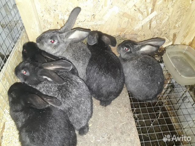 Кролики помесь колифорния с серебром купить на Зозу.ру - фотография № 2