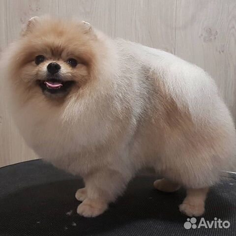 Профессиональная стрижка животных. Выезд