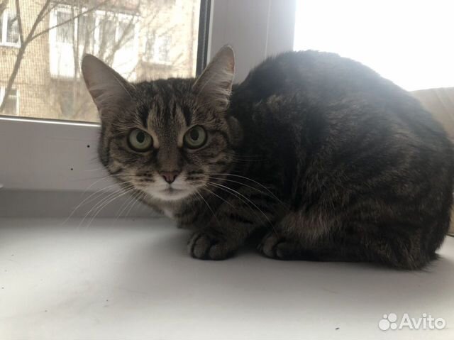 Рощино найден кот. Кот на районе. Тойбобы кошка. Шотландские котята ногинск электросталь. Кошки электросталь.