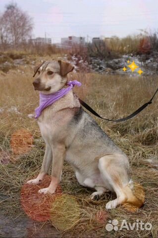 Воспитанный пёс Грей доброму хозяину купить на Зозу.ру - фотография № 3