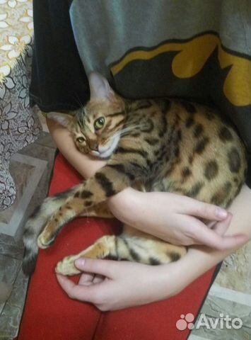 Бенгальская кошка купить на Зозу.ру - фотография № 1