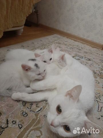Отдадим котят в добрые руки,2 девочки,2 мальчика купить на Зозу.ру - фотография № 4