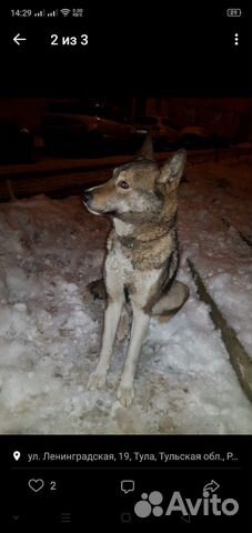 Найдена собака девочка купить на Зозу.ру - фотография № 1