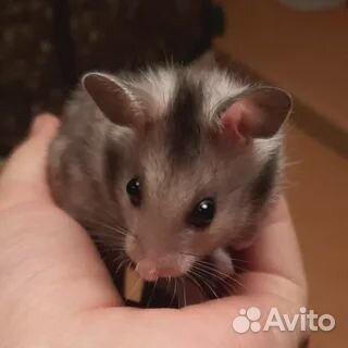 Сирийский хомяк Сирийский хомяк