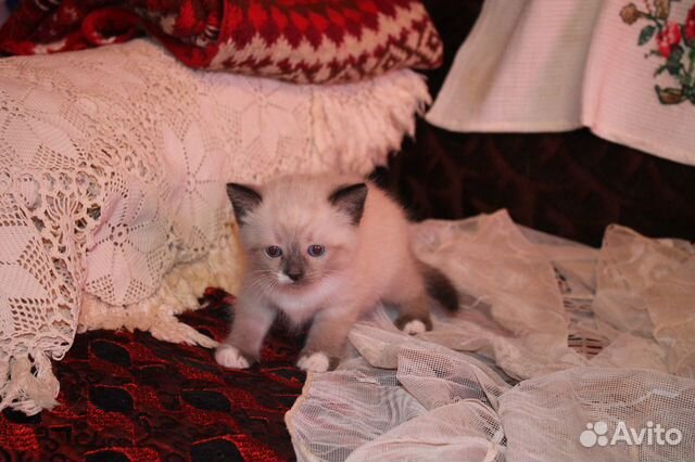 Котёнок сиамский купить на Зозу.ру - фотография № 2