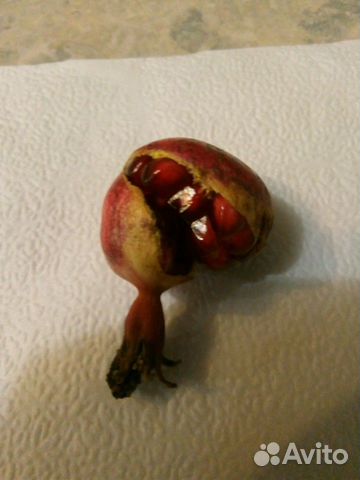 Комнатный гранат Комнатный гранат