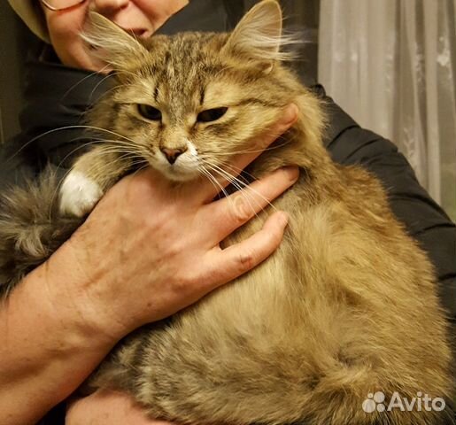 Ласковый котик купить на Зозу.ру - фотография № 1