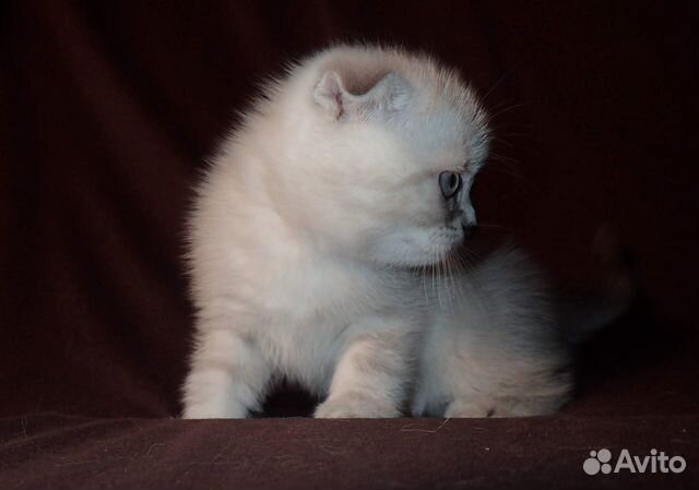 Шотландские котята "золотых" окрасов купить на Зозу.ру - фотография № 4