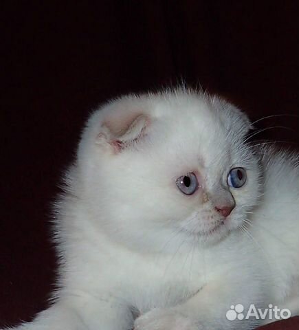 Породистые котята сиамских "золотых" окрасов купить на Зозу.ру - фотография № 4