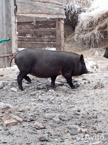 Смесь кармала и вьетнамской свинки купить на Зозу.ру - фотография № 1