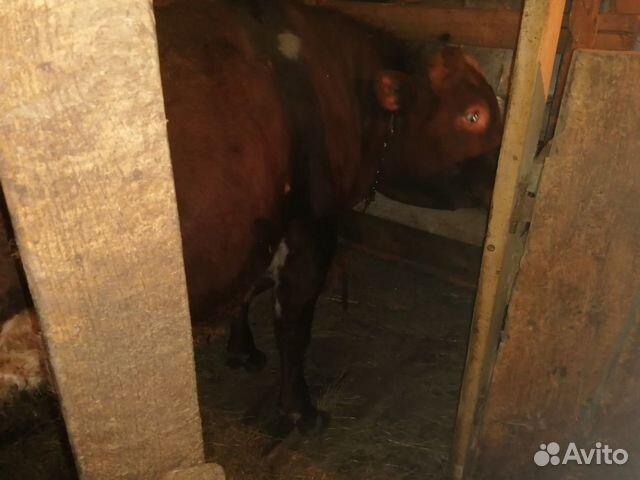 Продам 2 быка возраст 2,3 стоят на откорме цена за купить на Зозу.ру - фотография № 4