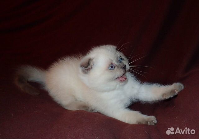 Клубные котята "золотых" окрасов купить на Зозу.ру - фотография № 4