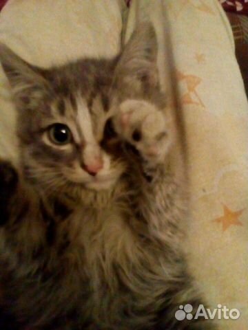 Котик, мальчик Котик, мальчик