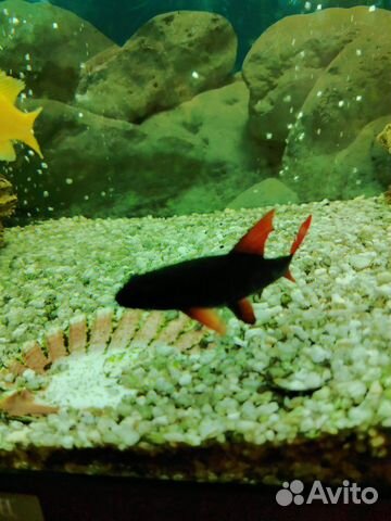 Рыба Еллоу, Красная полосатая зебра, лабио, сом пе купить на Зозу.ру - фотография № 8