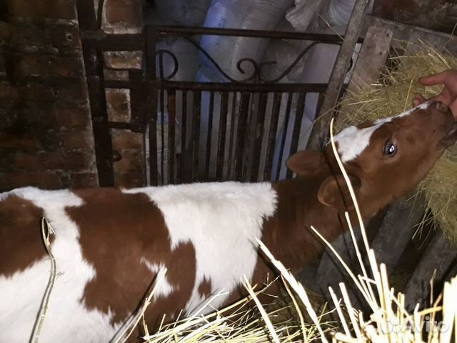 Продаётся месячная тёлочка от высокоудойной коровы купить на Зозу.ру - фотография № 4