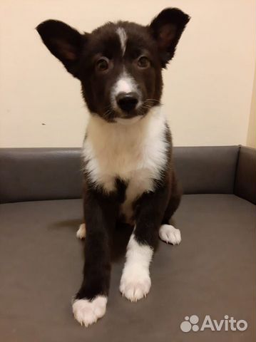 Отдам в добрые руки