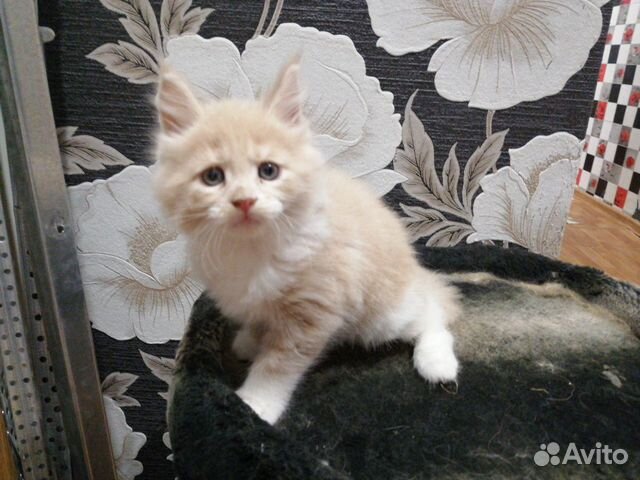 Котёнок Мейн-Кун купить на Зозу.ру - фотография № 2