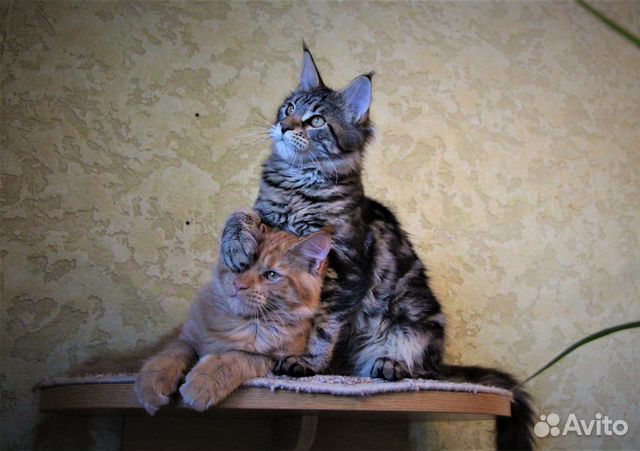 Котята мейн-кунята