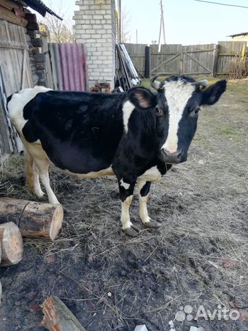 Продается корова 3 телом купить на Зозу.ру - фотография № 1