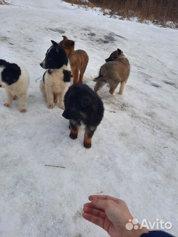 Щенки бесплатно