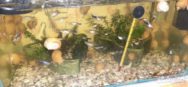 Продается аквариум с живностью купить на Зозу.ру - фотография № 3