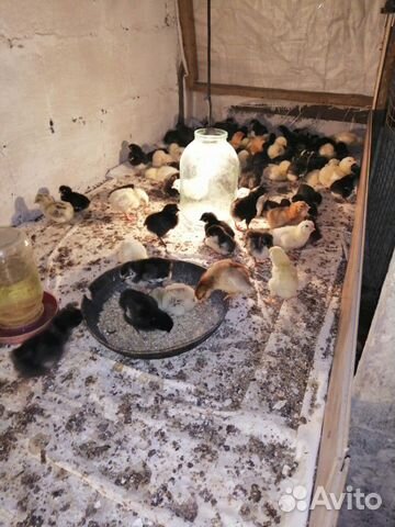 Домашнее цыплята купить на Зозу.ру - фотография № 2