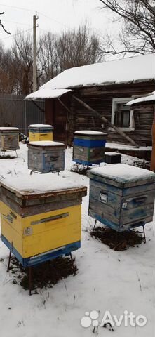 Отводки пчелиных семей купить на Зозу.ру - фотография № 7