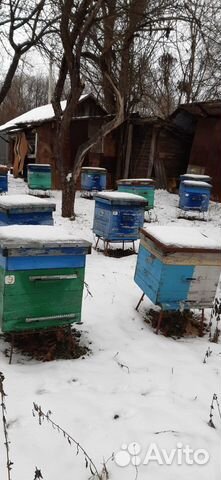 Отводки пчелиных семей купить на Зозу.ру - фотография № 8