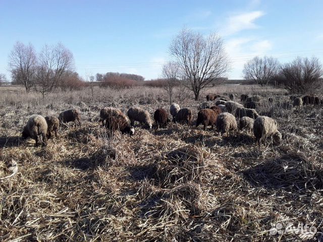 Продаю овец и ягнят купить на Зозу.ру - фотография № 1