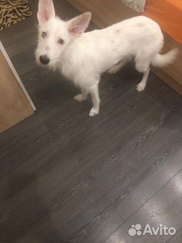 Мийя в хорошие руки