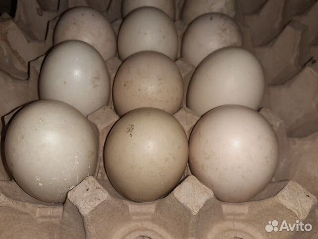 Инкубационные яйца,цыплята и индоутята под заказ купить на Зозу.ру - фотография № 2