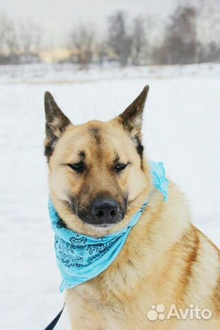 Спокойный добрый пес Шерлок в дар купить на Зозу.ру - фотография № 4