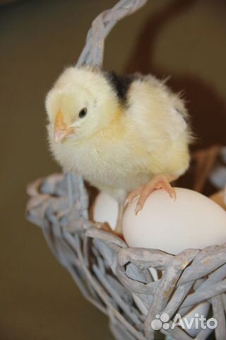Инкубационное яйцо Пушкинских кур купить на Зозу.ру - фотография № 6