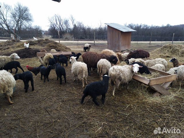 Овцы Ярки на завод на мясо купить на Зозу.ру - фотография № 5